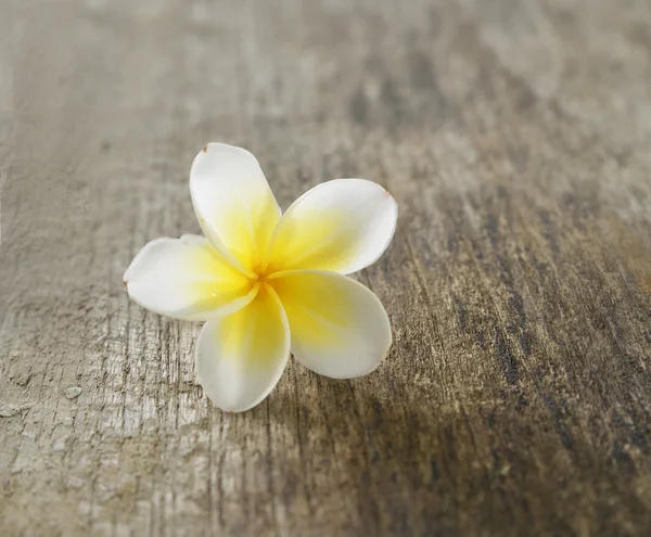 Frangipani — Stockfoto