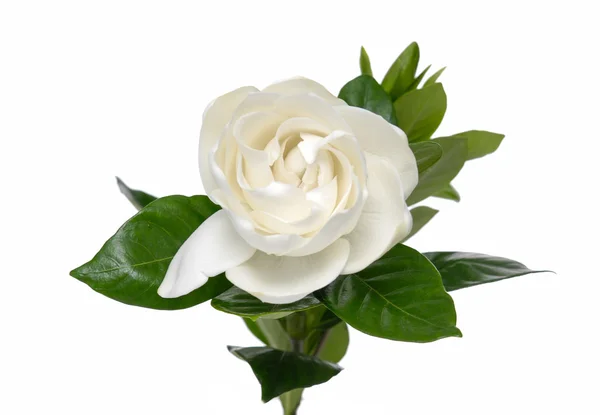 Gardenia — Stock Photo, Image