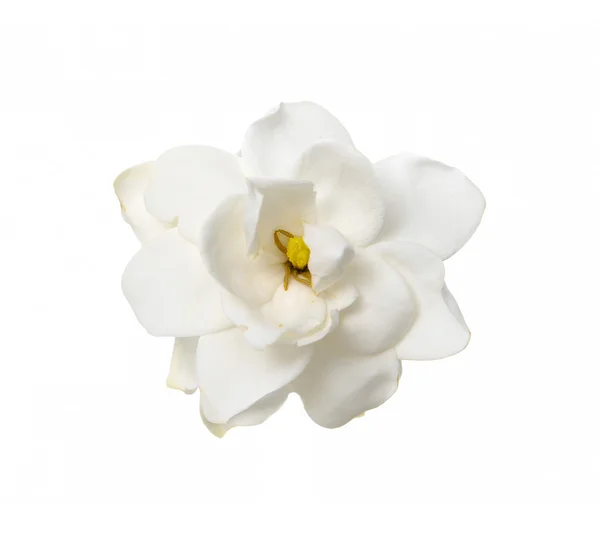 Gardenia — Foto de Stock