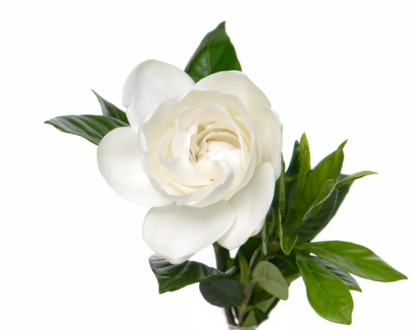 Gardenia — Stock Photo, Image