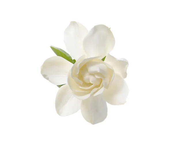 Gardenia — Foto de Stock