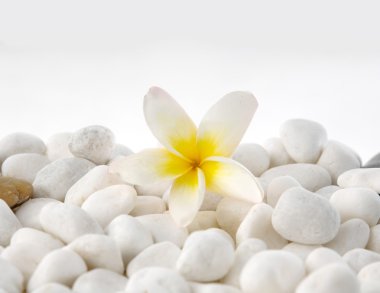 çakıl taşları ve frangipani