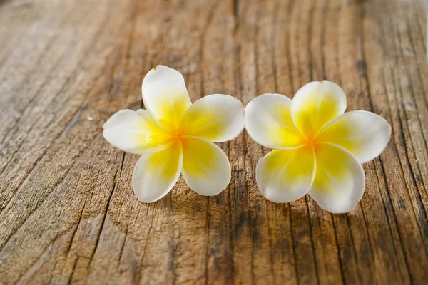 Plumeria — Fotografia de Stock