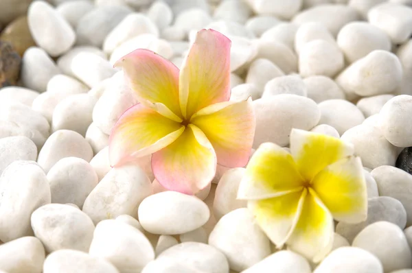 Kieselsteine und Frangipani — Stockfoto