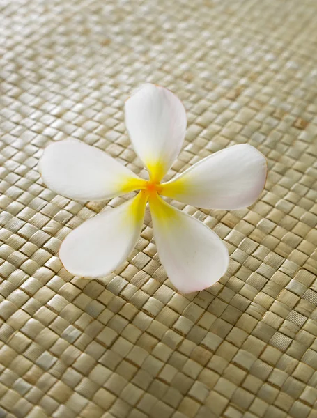 Flor de Frangipani —  Fotos de Stock