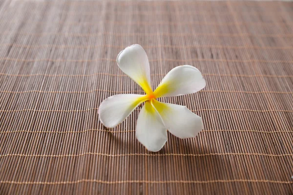 Frangipani çiçek — Stok fotoğraf