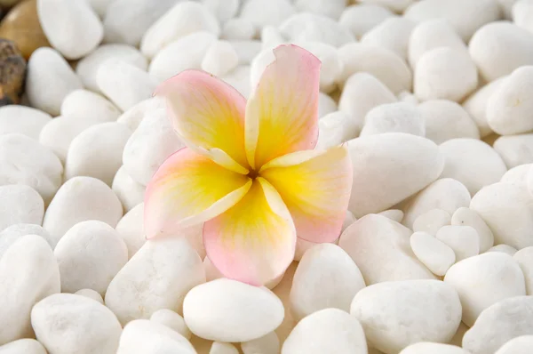 Çakıl taşları ve frangipani — Stok fotoğraf
