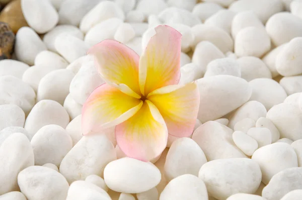 Stenar och frangipani — Stockfoto