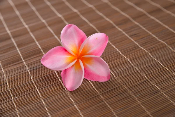 Цветок Франжипани — стоковое фото