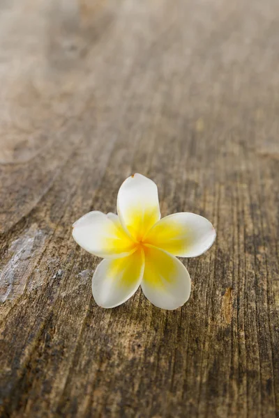 Frangipani — Stock Photo, Image