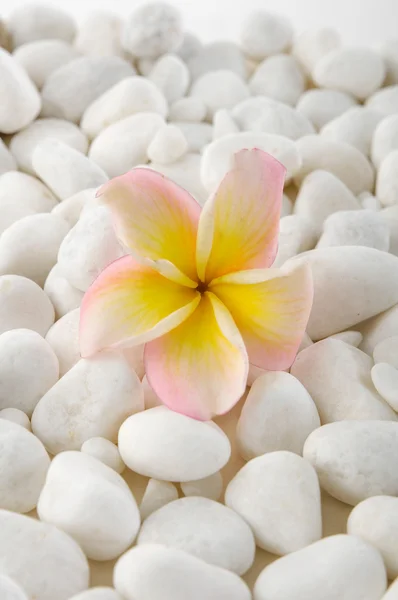çakıl taşları ve frangipani