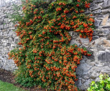 Pyracantha 'nın canlı kırmızı meyveleri Coccinea Scarlet Firethorn burada eski bir duvarda yetişmek için eğitildi..