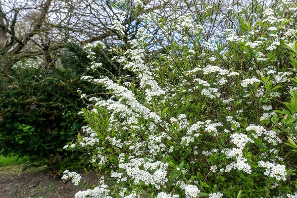 Prunus Spinosa Voorjaar Bloemen Van Blackthorn Tree Prunus Spinosa — Stockfoto