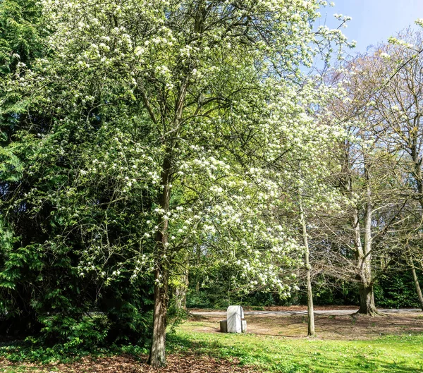 Pyrus Amygdaliformis Más Néven Mandulalevelű Körte Fehér Virággal Amely Áprilisban — Stock Fotó