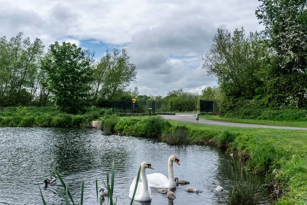 Corcagh Park, Clondalkin, Dublin, İrlanda 'daki 6 cygnet dahil olmak üzere bir kuğu ailesi. Arka planda balıkçıl bir yırtıcı kuş pusuda bekliyor..