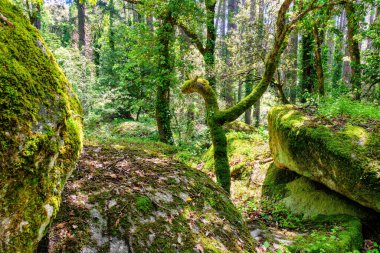 Gün ışığıyla aydınlatılmış yeşil bir orman. Doğa, ormansızlaşma ve çevre koruma için mükemmel bir çekim..