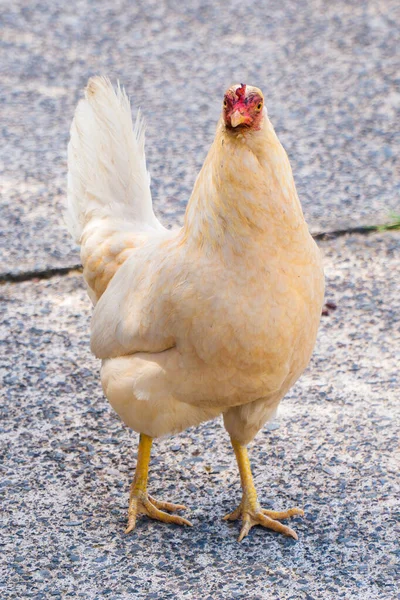 Gran Pollo Blanco Naranja Perfecto Para Granja Animales Ganado — Foto de Stock