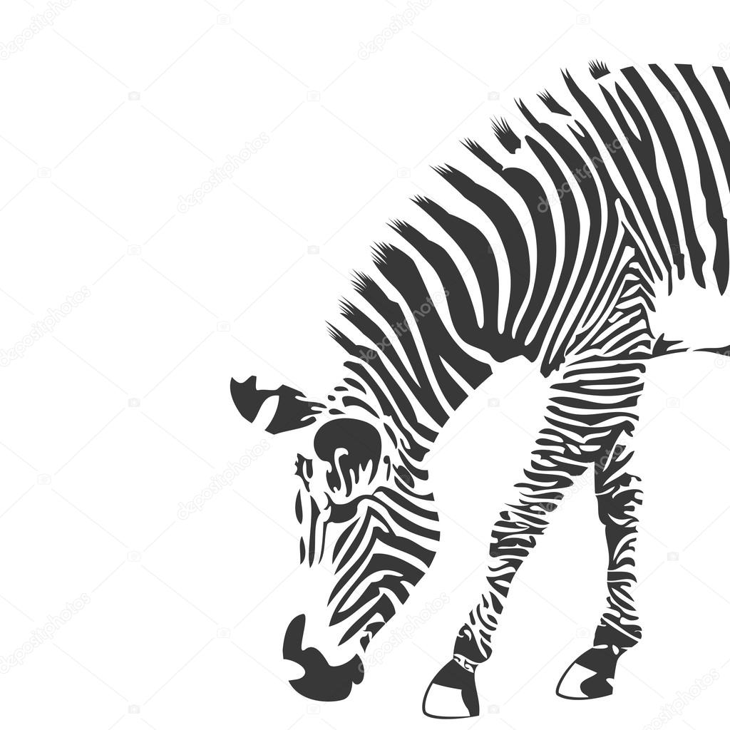 Illustration of zebra in black and white