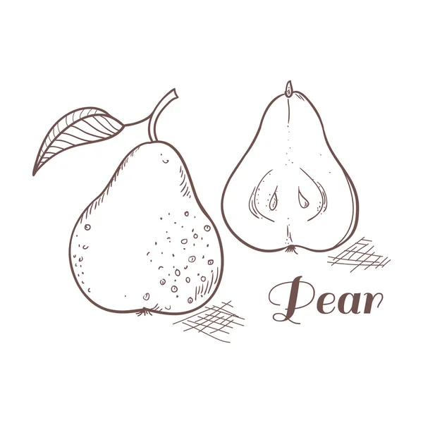 Vektor illustration av gravyr päron — Stock vektor