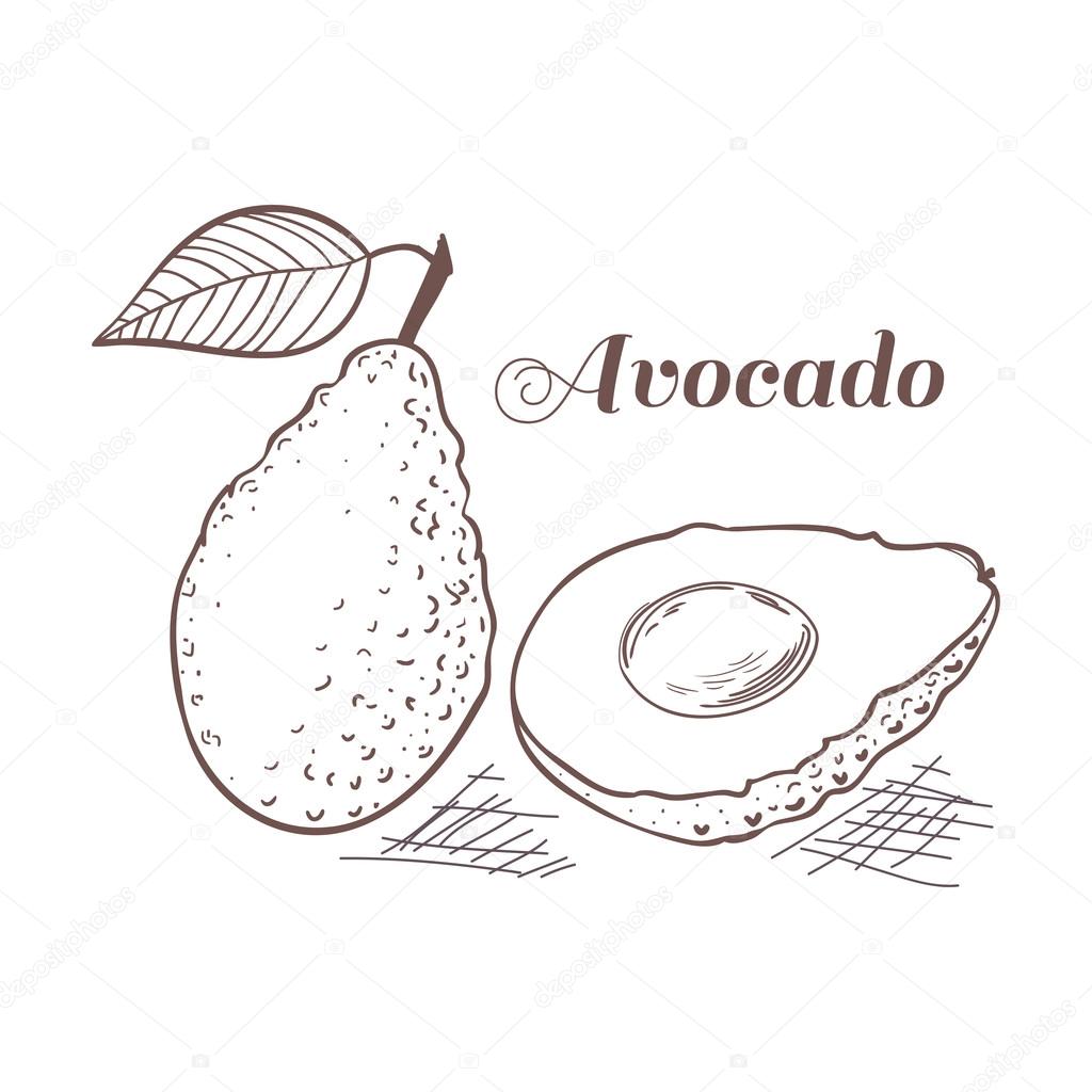 Engraving style avocado with leaf and slice