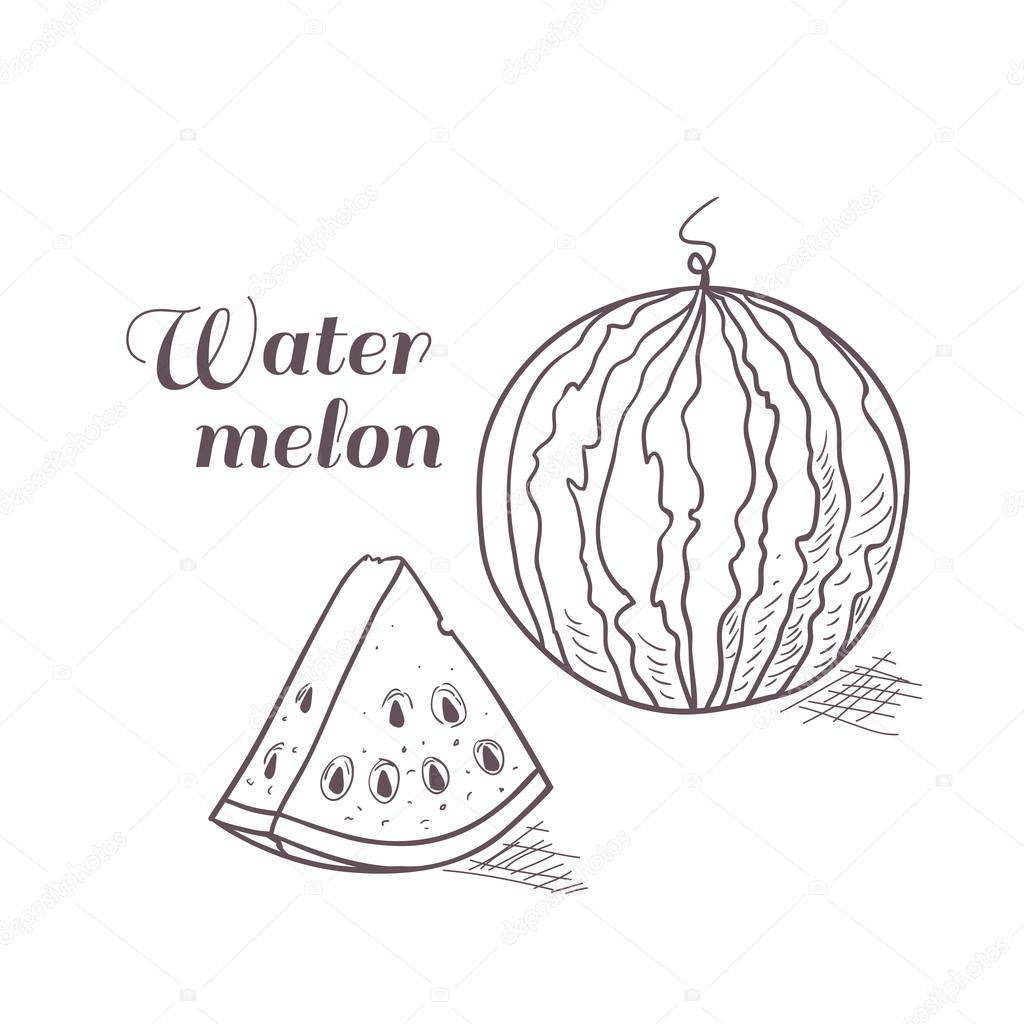 Vector illustration of engraved watermelon