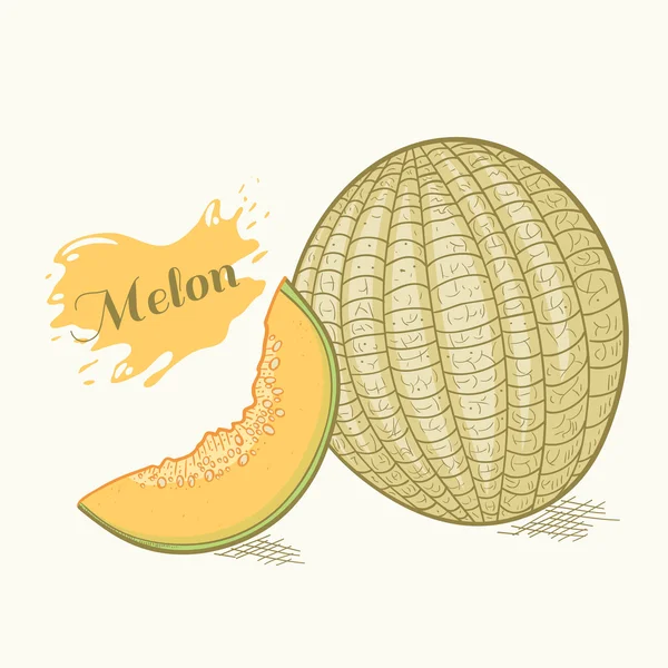 Illustration vectorielle de melon dessinée à la main — Image vectorielle