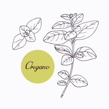 Elle çizilmiş kekik şube ile üzerine beyaz izole leves