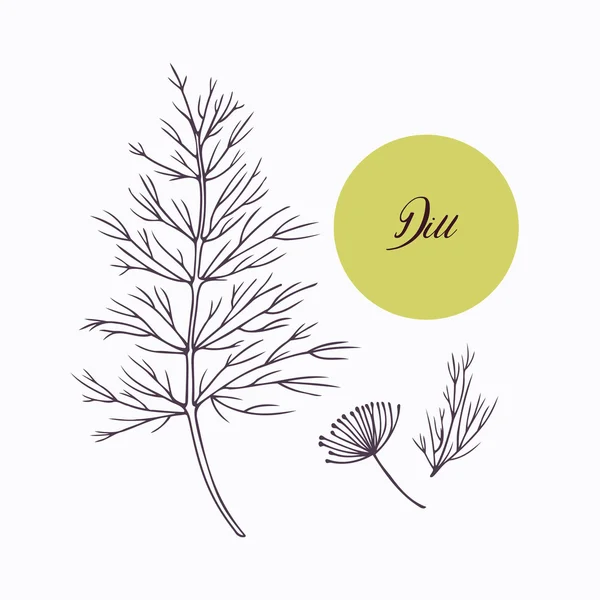 Hand drawn dill branch with leves isolated on white — Stock Vector