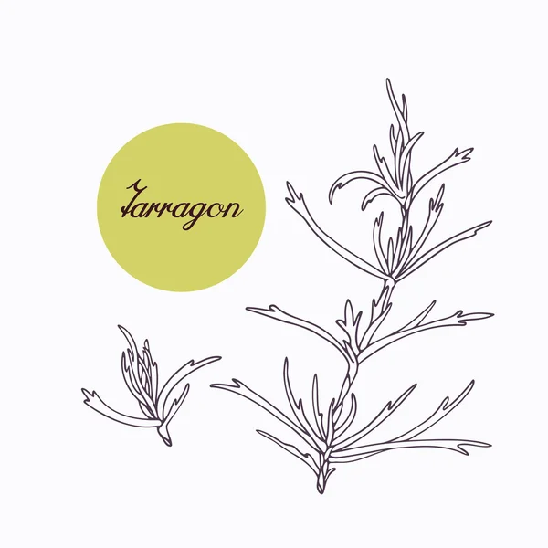Handgezeichneter Estragonzweig mit Blättern auf weiß isoliert — Stockvektor