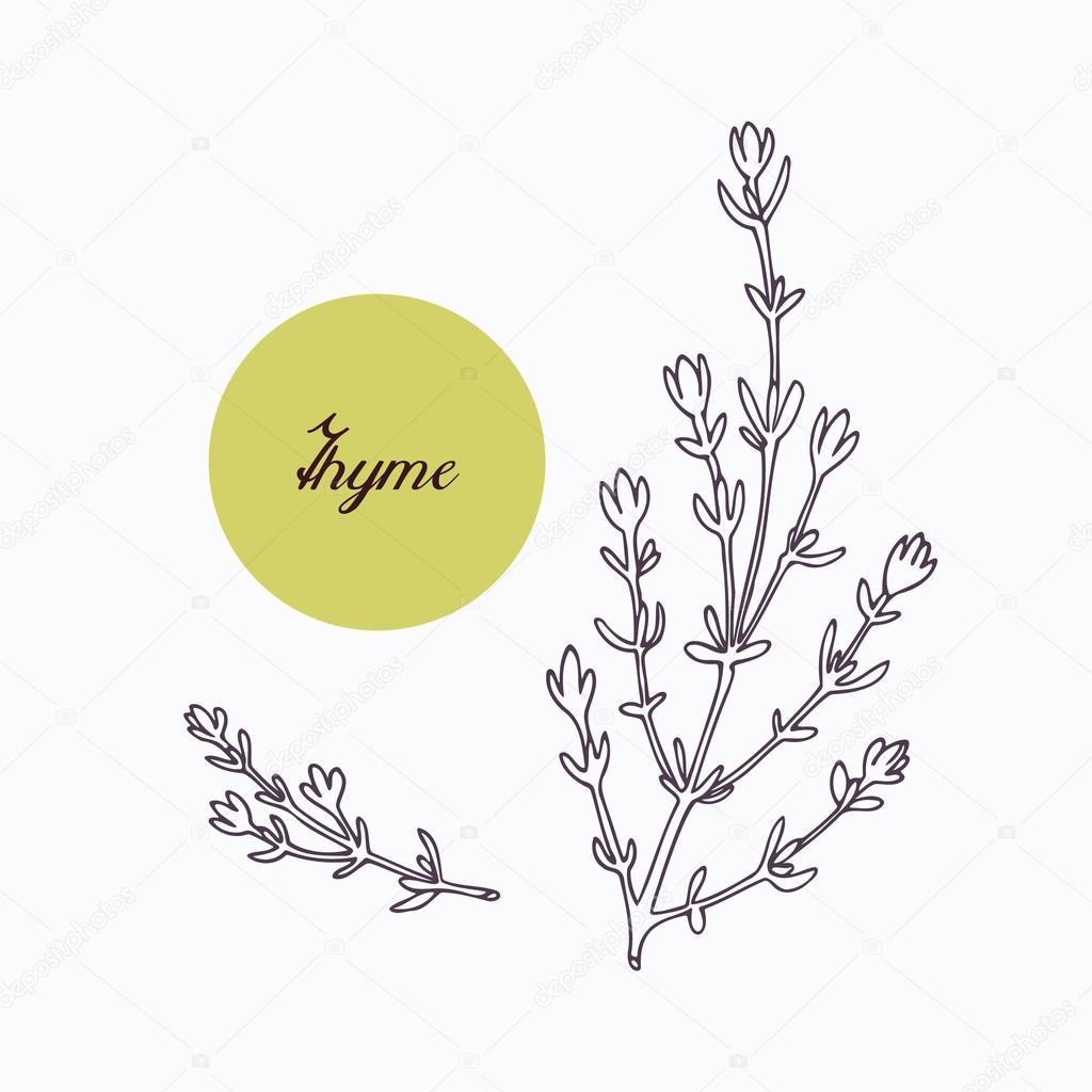 Hand drawn thyme branch with leves isolated on white