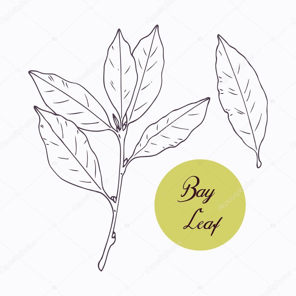 Hand drawn bay leaf and branch with leves isolated on white