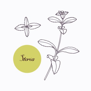 Hand drawn stevia branch with leaves isolated on white