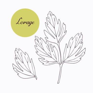 Hand drawn lovage branch with leaves isolated on white