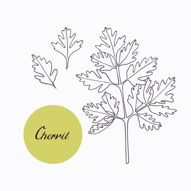 Hand drawn chervil branch with leaves isolated on white