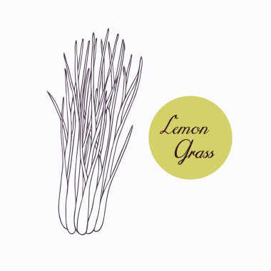 Hand drawn lemongrass branch with leaves isolated on white