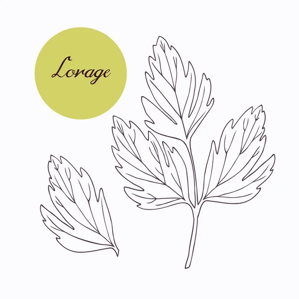 Hand drawn lovage branch with leaves isolated on white — ストックベクタ