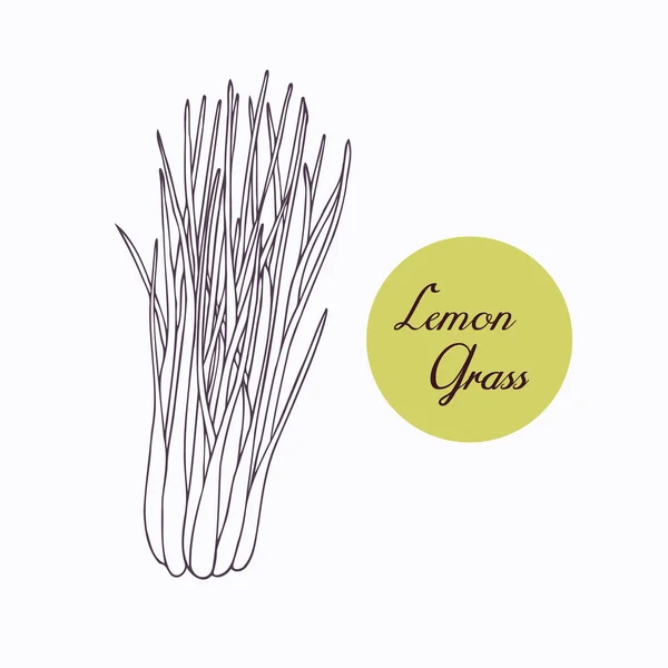 Hand drawn lemongrass branch with leaves isolated on white
