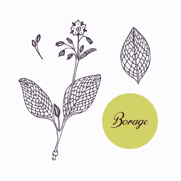 Bourrache dessinée à la main branche borago avec feuilles isolées sur blanc — Image vectorielle