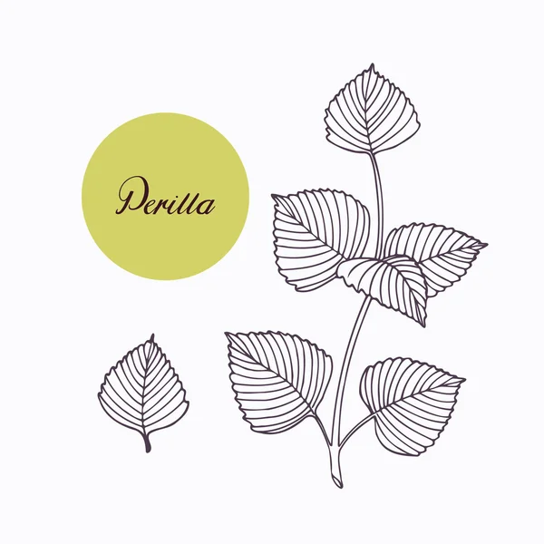Handgezeichneter Perilla-Kräuterzweig mit Blättern auf weißem Grund — Stockvektor