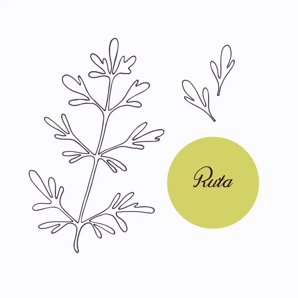 Hand drawn ruta or rue branch with leaves isolated on white — Stock Vector