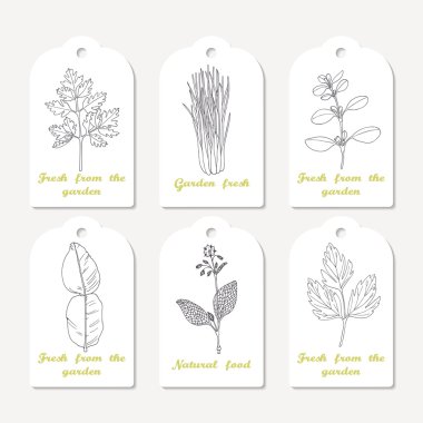 Etiketler koleksiyonu el ile baharatlı otlar çizilmiş. Kabataslak Frenk maydanozu, selâmotu, limon, mercanköşk, Güney Afrika'da bir kabile kireç, hodan