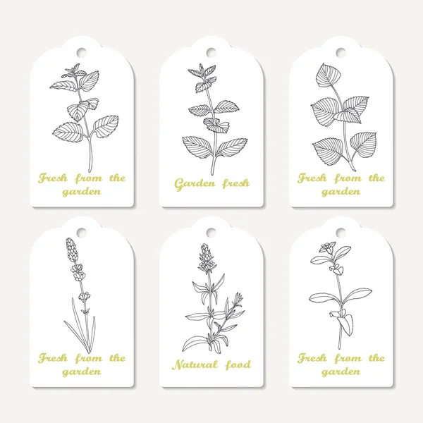 Tags collezione con erbe piccanti disegnate a mano melissa, menta, perilla, lavanda, stevia, issopo — Vettoriale Stock