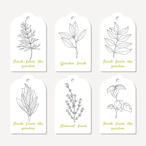 Tag coleção com mão desenhada ervas picantes endro, folha baia, caril, sábio, tomilho, manjericão — Vetor de Stock