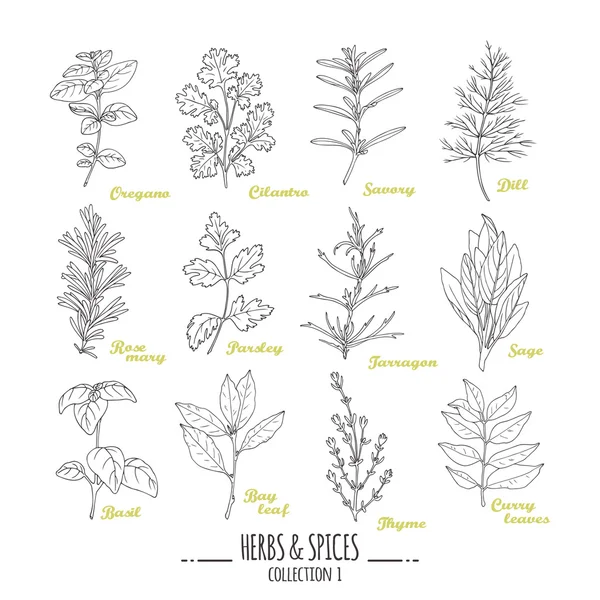 Hand drawn herbs and spices collection. Outline style seasonings — Stock Vector