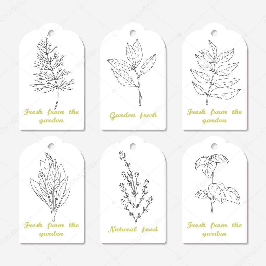 Tags collection with hand drawn spicy herbs dill, bay leaf, curry, sage, thyme, basil