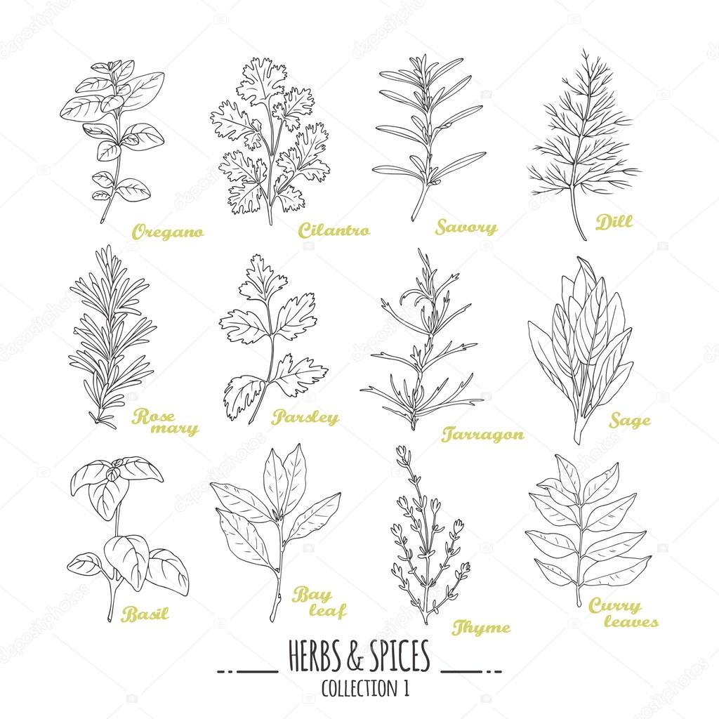 Hand drawn herbs and spices collection. Outline style seasonings