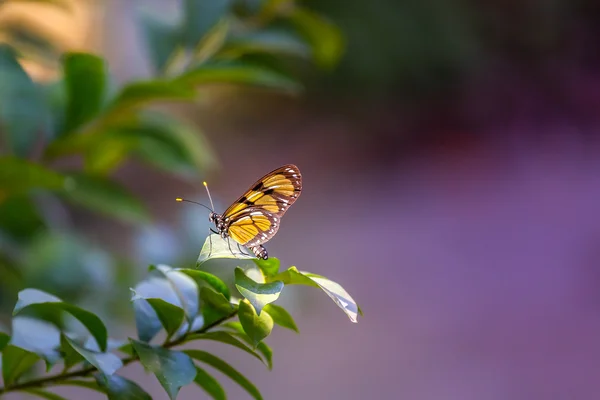 森の君主蝶 — ストック写真