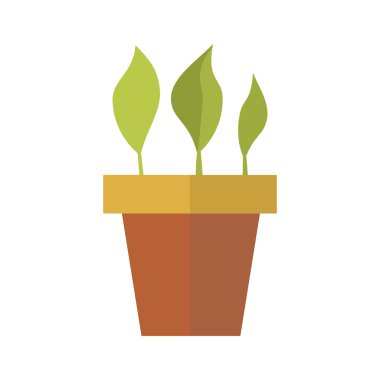 düz saksıyı, karanfiller