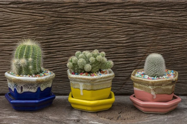 Cactus in the pots on the wood background — Stock Photo, Image