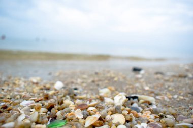Sahilde deniz kabukları
